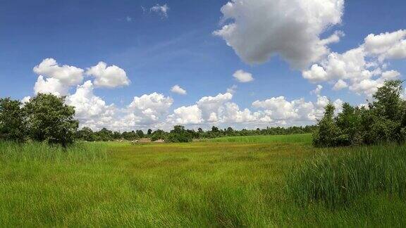 绿色的田野天空和云彩
