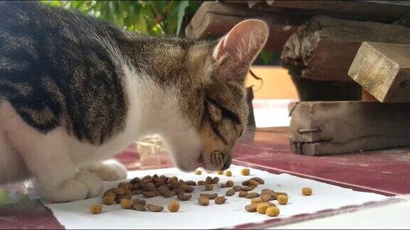 猫咪吃零食的特写视频