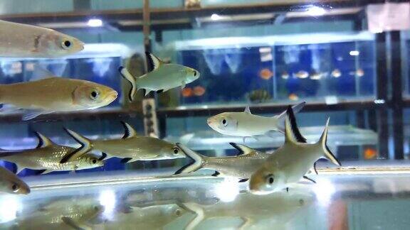在装饰鱼店的人造灯光下在水箱或水族馆里游泳的小鱼或金鱼的镜头