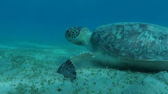 小海龟在沙滩上吃绿色的海草背景是蓝色的海水和阳光相机明绿海龟(Cheloniamydas)和鮣鱼(Echeneisnaucrates)