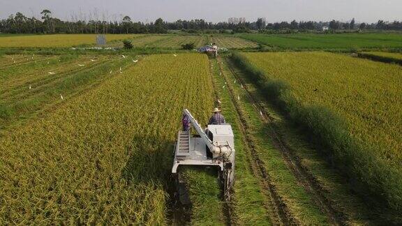 稻田里收割水稻的现代机械正在工作
