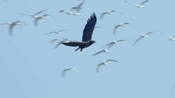 鸟-白尾海鹰(halaeetusalbicilla)在阳光明媚的秋天飞行