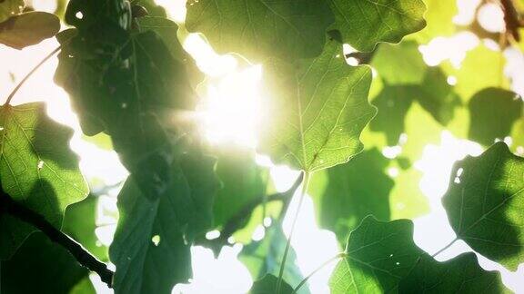 阳光在树叶之间