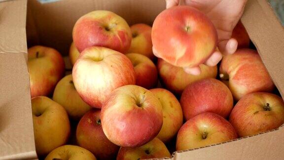农夫把苹果从箱子里拿出来并分类新鲜收获的苹果一个人在市场上买苹果