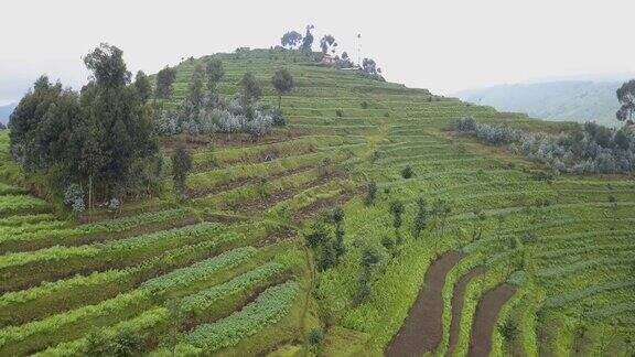 梯田农业在中非国家卢旺达