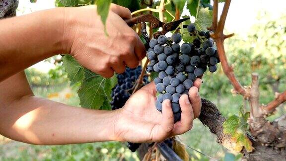 意大利南部:收获季节农民从树上采摘葡萄的双手