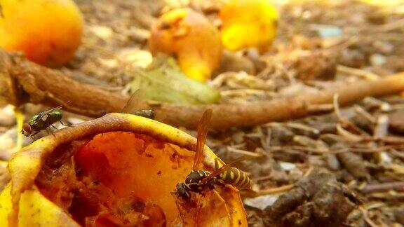 黄蜂驱出大灰蝇落梨和昆虫飞宏观