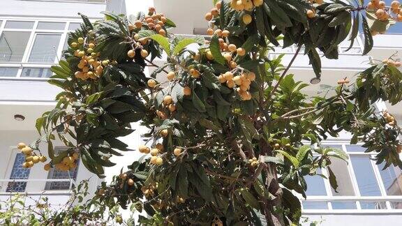 土耳其一种生长在多层居民楼附近的热带水果树枸杞