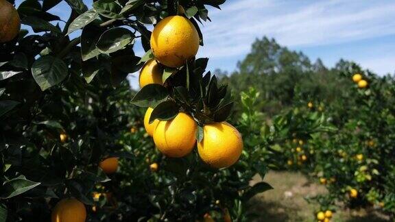 有机农业新果园里的橘子成熟了