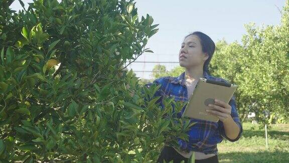 东南妇女用药片检查从花园里摘来的橘子