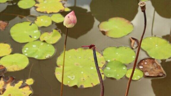 沼泽里的蜻蜓