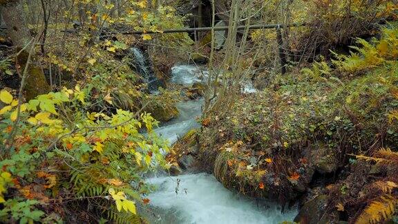 森林中一条湍急的小溪秋天了下雨了美丽的气氛在五彩缤纷的秋天森林