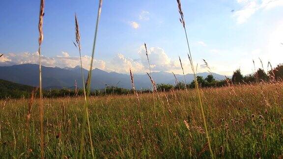 夏日鲜花和草的草地和日落时的比利牛斯风景法国