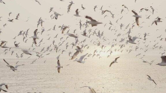 4k慢动作大群海鸟在海岸线飞翔