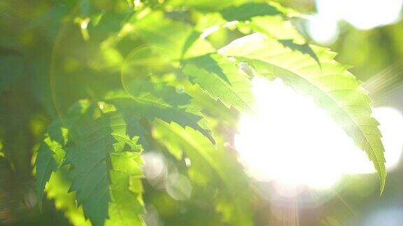 绿叶带着阳光在绿色的自然森林里