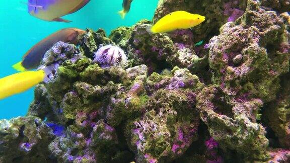 神奇的珊瑚礁水族馆时刻