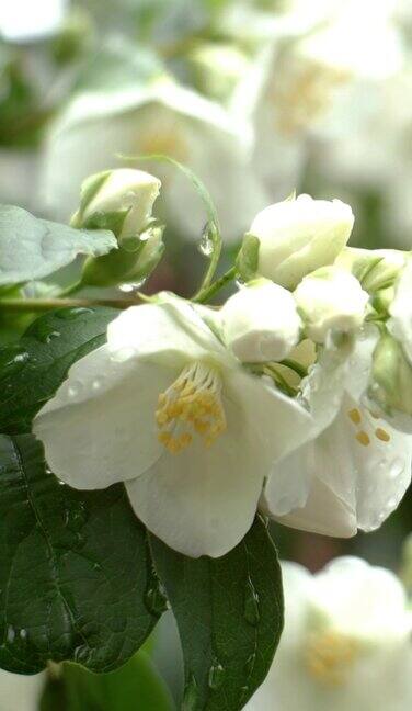 春天微风中白色的茉莉花在灌木上摇曳