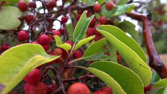 马德龙树红色的果实在雨中与橡树的叶子