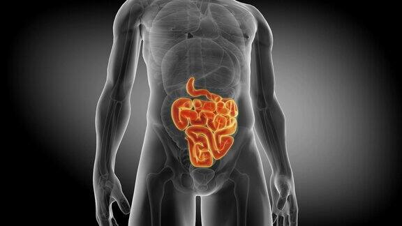 人类的肠道医学上精确的小肠动画