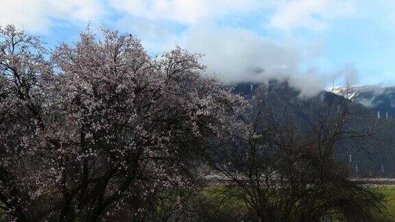 西藏林芝地区桃花盛开