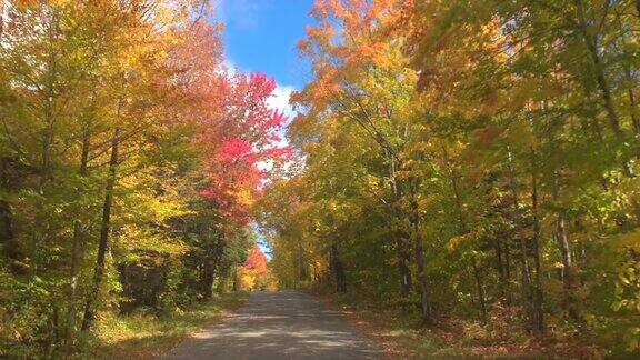 POV:在秋天阳光明媚的日子里开车经过秋天森林里令人惊叹的彩色树木