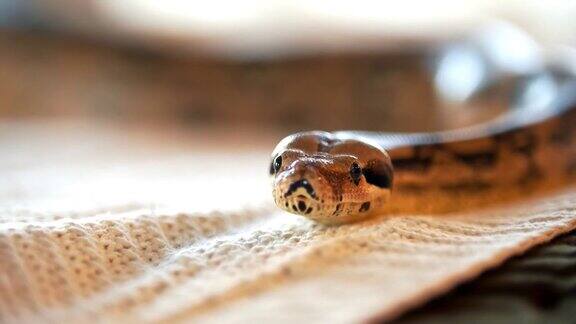 一个python蛇蛇的舌头最喜欢的宠物