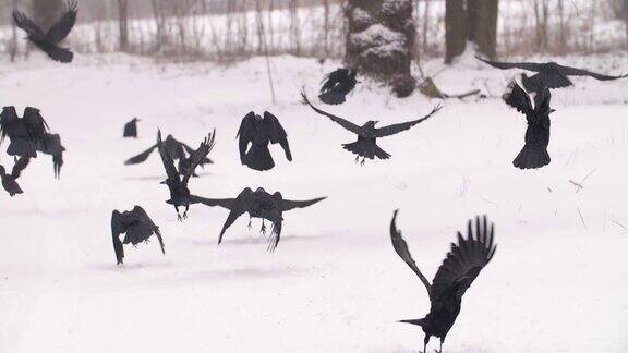 一群乌鸦正在起飞