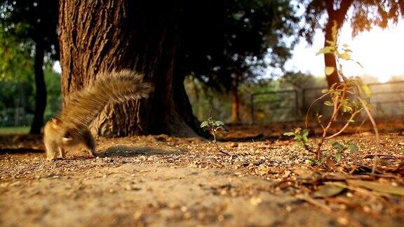 树干旁的松鼠