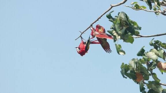 慢动作镜头的两个猩红色金刚鹦鹉挂在树枝在jaco