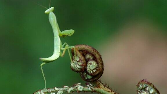 螳螂在蕨枝上摇动自己