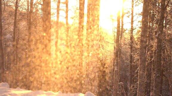 慢镜头:日落时分山上森林里结霜的树木上飘浮着雪花