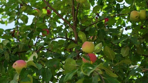 夏天一棵开花的苹果树和成熟的红绿苹果树的特写有果树的夏季花园