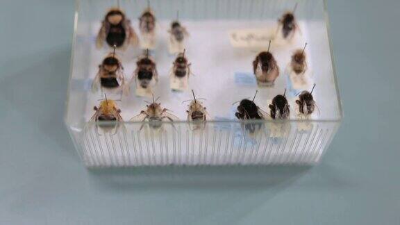 蜜蜂标本别成一排并贴上标签的盒子