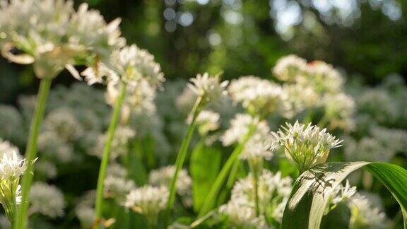 多莉拍摄的白花生长在森林