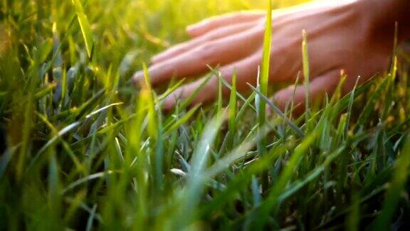 手触摸草感受自然