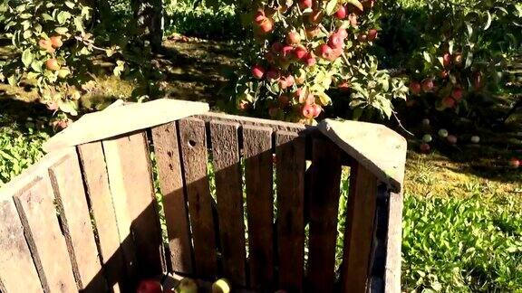成熟的苹果装在板条箱里挂在秋天果园的果树上手持