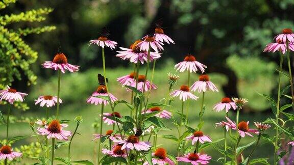 草地上粉色花朵上的蝴蝶