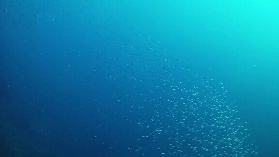 水下场景-在非常蓝色的水里用小鱼球做诱饵