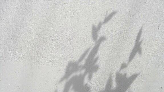 影子树叶在墙壁背景上的运动