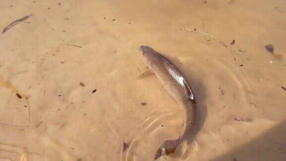 河里的鱼在水里