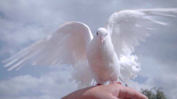 两只白鸽中的一只坐在主人手上挥舞着她美丽的翅膀
