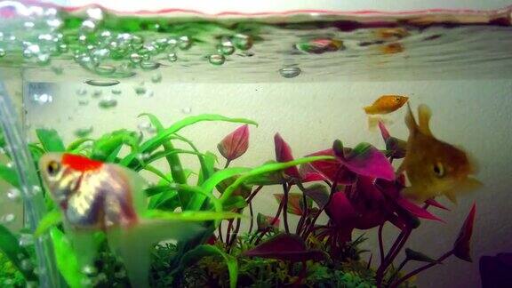 金鱼或金鱼漂浮在新鲜的水族缸与绿色植物水下游泳4k超高清