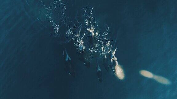 水面鸟瞰图上虎鲸的POD游动