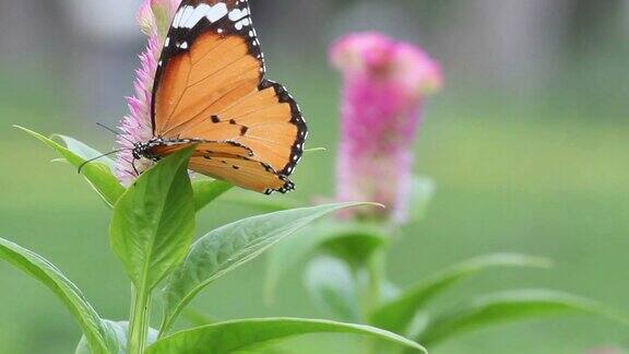蝴蝶在花上授粉的特写镜头