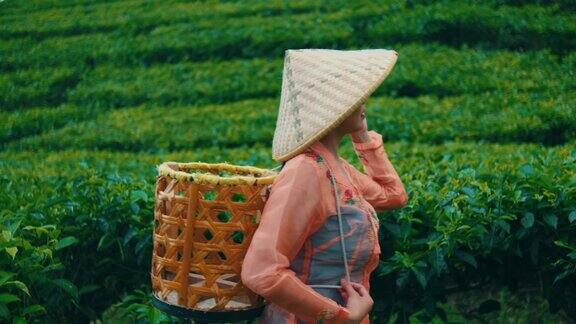 一位采茶工人提着竹篮走进茶园