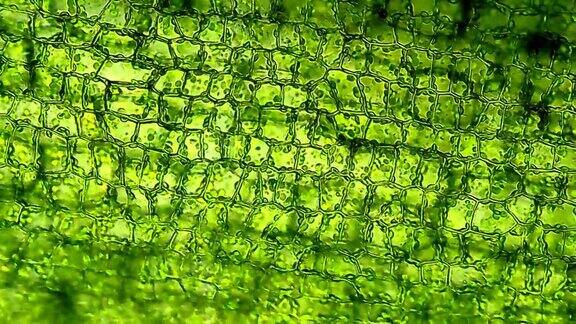 显微镜下的植物细胞时间流逝
