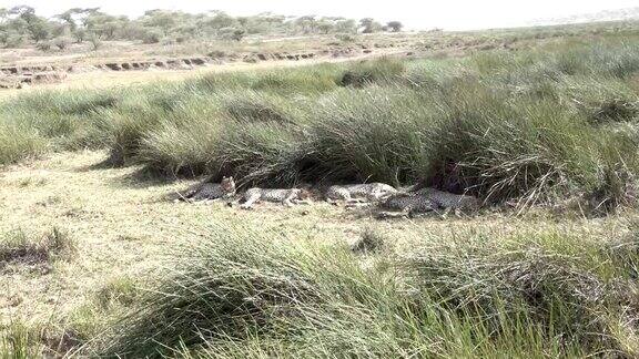 大型猎豹家族栖息在非洲草原上的朱鹮