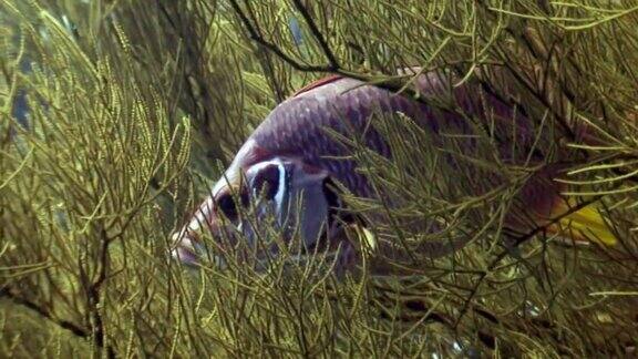 水下石斑鱼在背景海洋景观在红海
