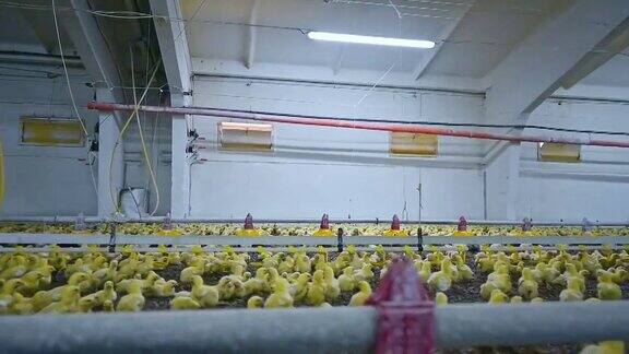 有小鸡的家禽农场黄鸡及养殖设备现代农业产业粮食生产