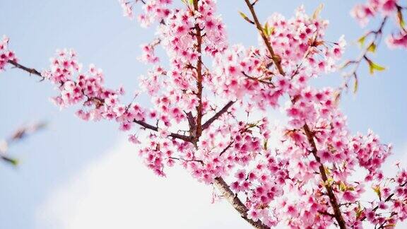 盛开的樱花树和太阳耀斑